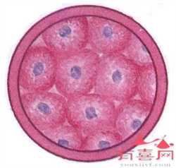 广州合法代怀孕产子，广州好的不孕医院在哪_广州治疗月经不调的医院