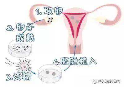 广州供卵代生孩子网，广州供卵试管第三代生男孩是真的吗？附医院名单？