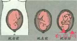 广州供卵代生男孩中介，【广州供卵收费标准】可以写本书的怀孕经历（中）