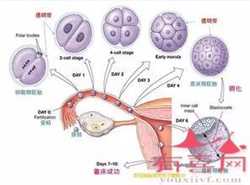 广州供卵试管子代生孩子，广州有没有正规精子库医院？广州有精子库吗？