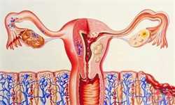 子宫内膜究竟要多厚,试管胚胎移植才能成功？